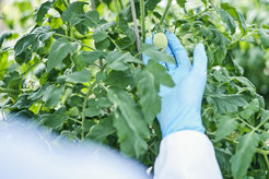 A hand wearing blue laboratory gloves examines the green fruit of a tomato plant.