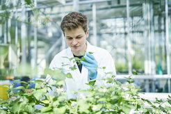 Dagny Grzech with Black Nightshade plants in the greenhouse of the institute.