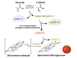 Graphical summary of how GAME12 is hijacked from a basic plant metabolism to control the production of steroidal glycoalkaloids (SGA) in tomato.