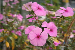 Madagascar Periwinkle Catharanthus roseus