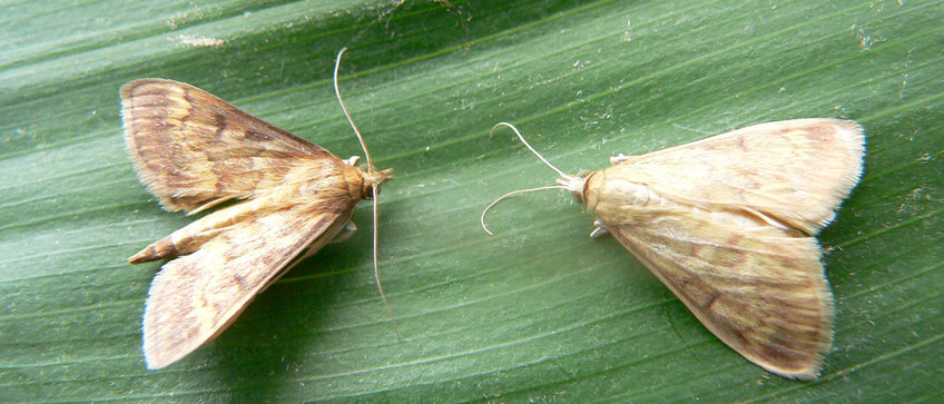 Entomology (Emeritus Group) Male (left) and female (right) moths of the European corn borer Ostrinia nubilalis. The caterpillars of this pest mainly attack the stems of maize plants.
