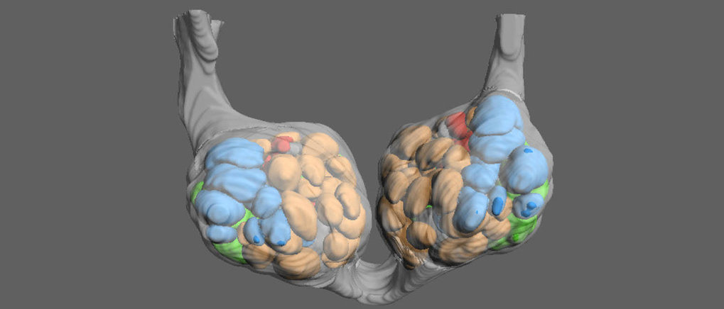 Digital In Vivo 3D Atlas of the Antennal Lobe of Drosophila melanogaster