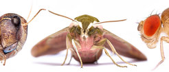 The department's model organisms: locust, moth, and fly