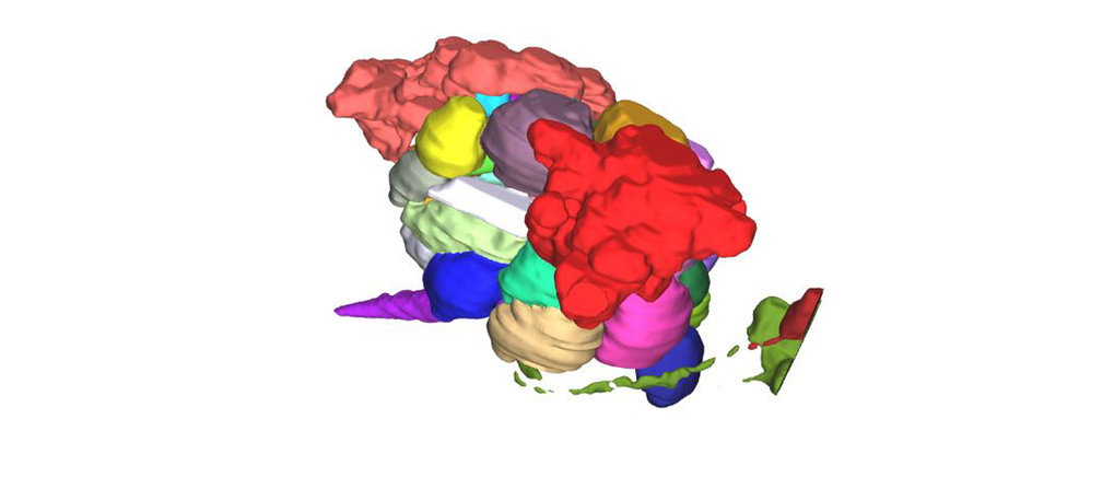 Neural circuits in the olfactory system of arthropods