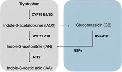 Synthesis of indole-3-acetic acid with glucobrassicin as intermediate (blue) and independently of glucobrassicin (grey). Dotted line indicates severalenzymes.