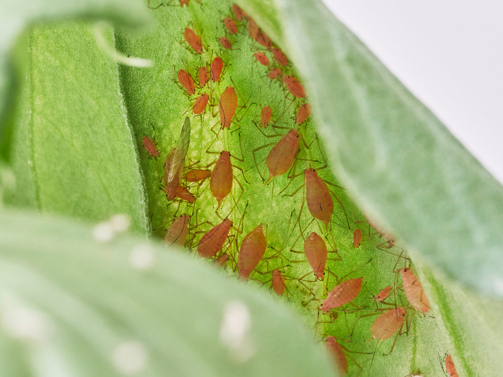 Pea aphids (Acyrthosiphon pisum) on a broad bean (Vicia faba): To determine the genes that regulate the production of nepetalactone in sexual females, the researchers harvested legs from female and male aphids and extracted RNA from the tissue samples.