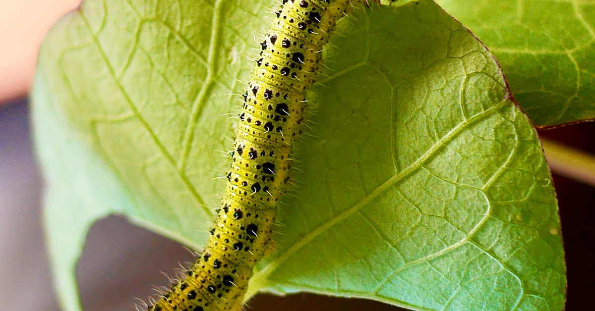 Cabbage white butterflies utilize two gut enzymes for maximum flexibility  in deactivating mustard oil bombs