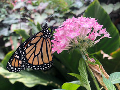 Monarch butterfly (Danaus plexippus)