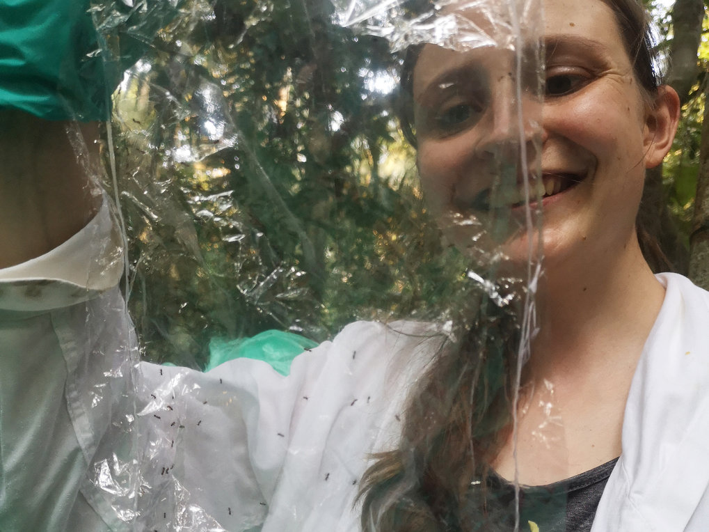 Research on ant plants in the Peruvian jungle: how a doctoral researcher saved her research project during the pandemic