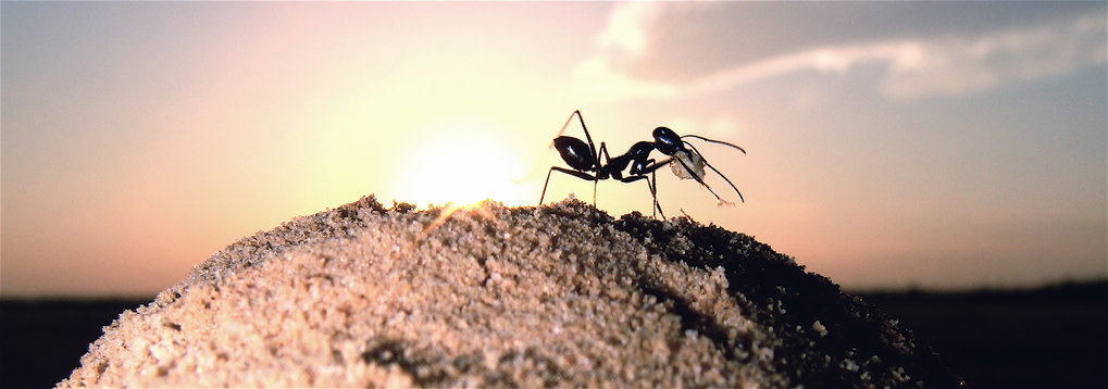 biology - Plausible reason for gold-digging ant - Worldbuilding