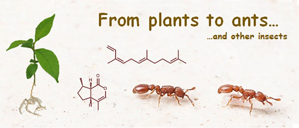 Evolution der Biosynthesewege 