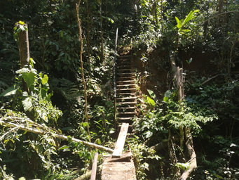 Overgrown jungle paths during the pandemic.