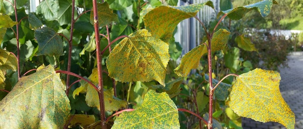 Chemische Ökologie von Wechselwirkungen zwischen Pflanzen und Pathogenen